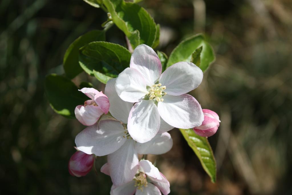 פיה Ferienbauernhof Masunerhof מראה חיצוני תמונה